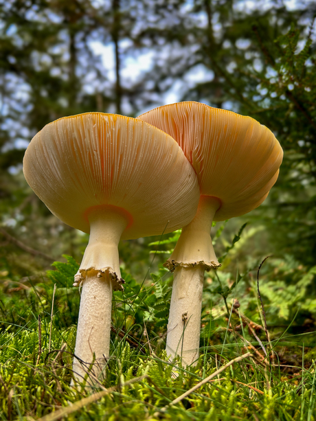 Duo in het bos