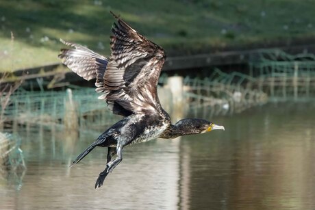 Aalscholver in vlucht