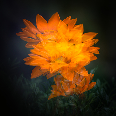 Een waterval van bloemen.