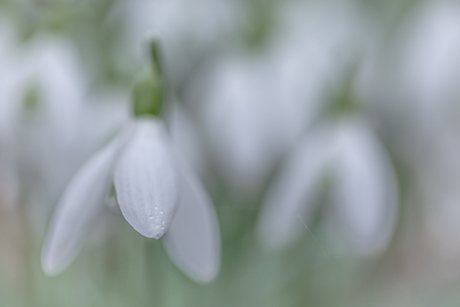 sneeuwklokjes in de regen