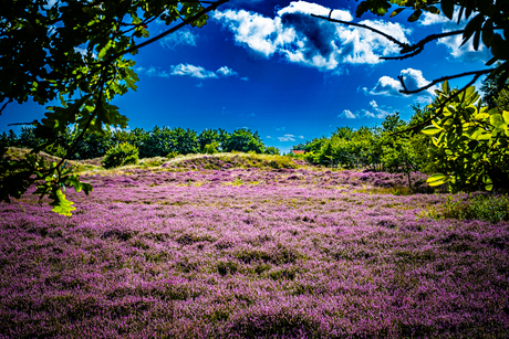 Doorkijkje heideveld
