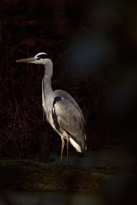 Reiger in het bos.