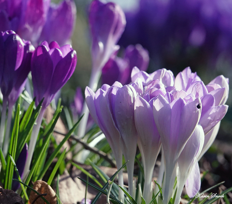 "Voorbode van de lente..."