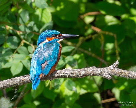 IJsvogel (Alcedo atthis).