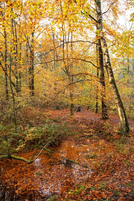 Herfstkleuren in het Waterloopbos