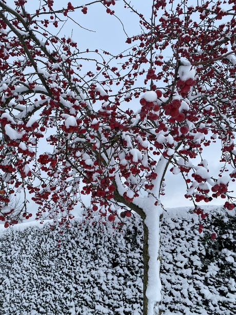 Boompje in de sneeuw
