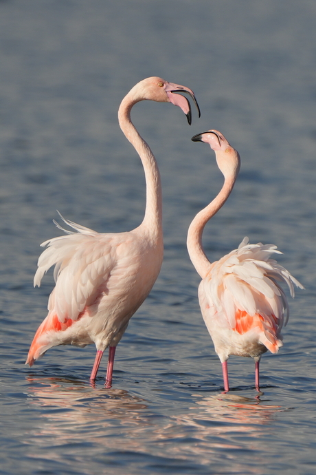 Flamingo's in het Grevelingenmeer