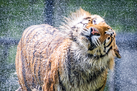 Amoertijger in Aquazoo Leeuwarden zoekt verkoeling