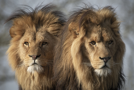 Twee leeuwen