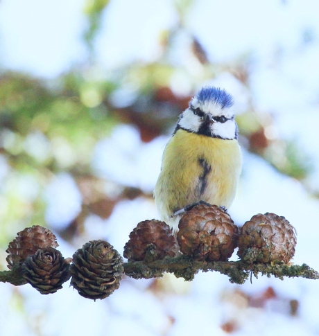 Contact visuel avec une mésange bleue.