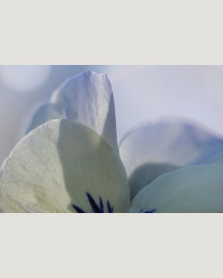 Verwondering in de achtertuin 