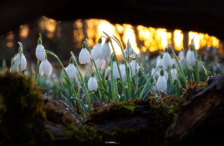 Sneeuwklokjes in de ochtendzon.