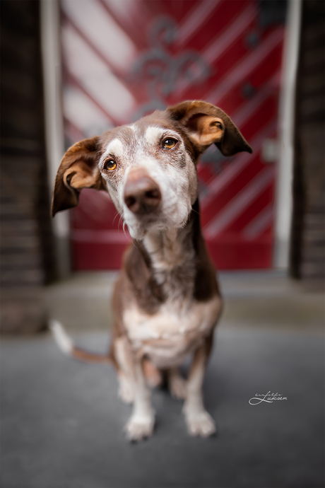 Lieve senior poseert in de stad