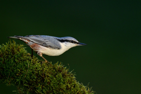 Op een bedje van mos