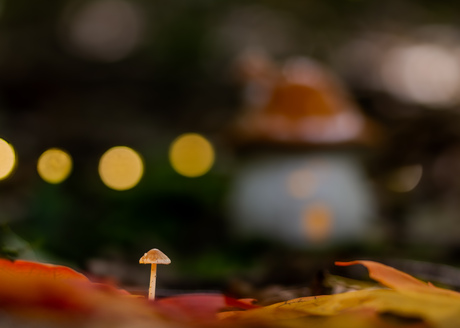 De kleine wereld in het bos