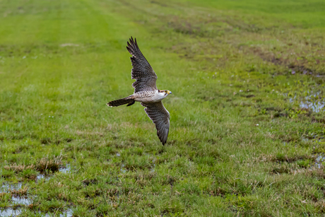 Lanner valk