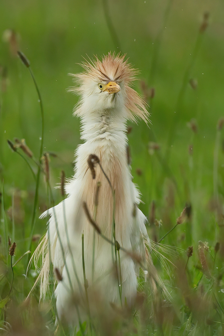 Punk