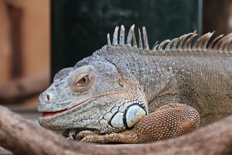 Leguaan