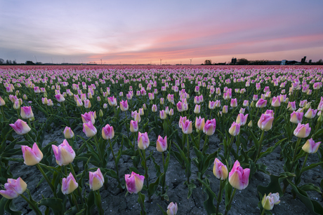 Roze Tulpen