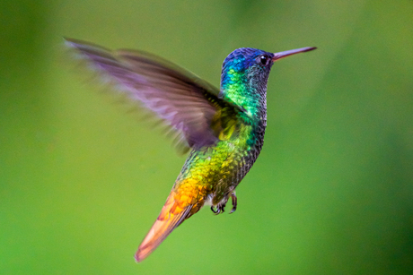 Rainbow of the jungle 