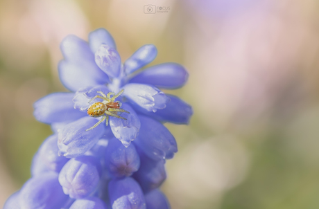 Oké, écht de laatste....