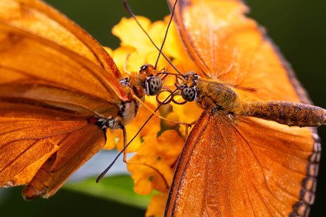 Vlinders in de Hortus Botanicus Amsterdam