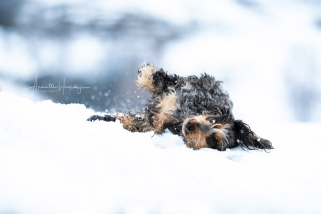 Cocker in de sneeuw