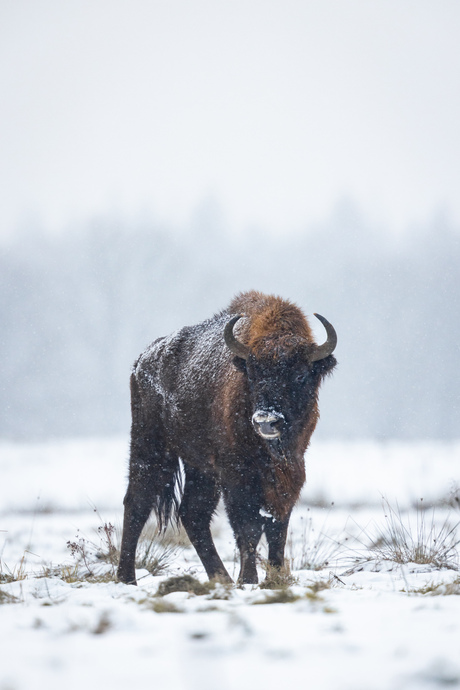 Wisent koe in de sneeuw