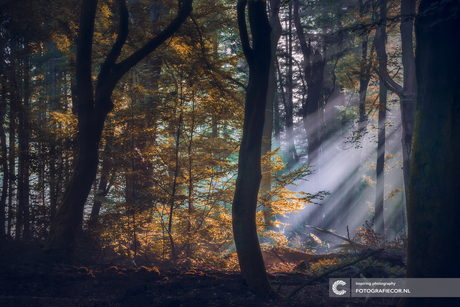 Zonnestralen in 't Speulderbos