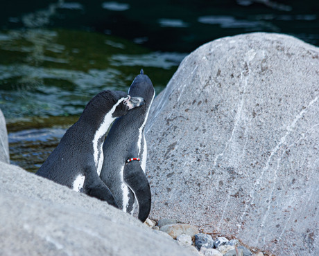 pinguins met echte liefde