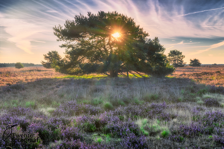 Zonsopkomst op de heide