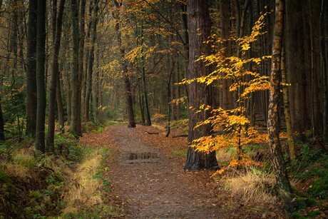 Herfst bij de Slotplaats