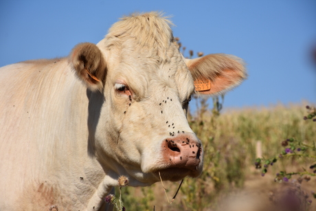 Charolais koe