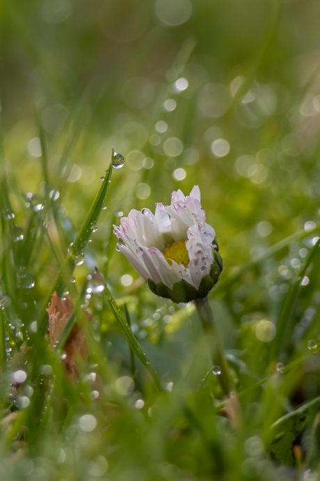 Verscholen in het gras