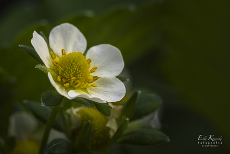 Bloem van aardbei