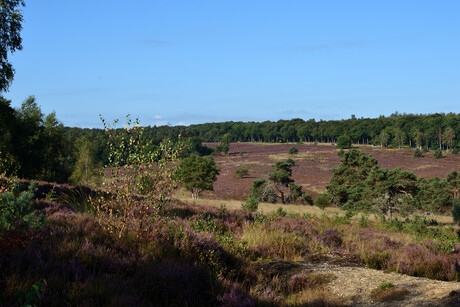 Een uitzicht over een paarse heideveld