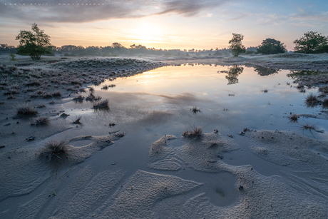 Wetlands