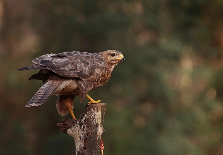 Buizerd