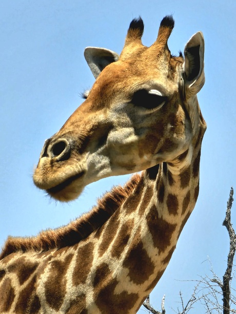 Giraffe