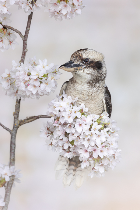 kookaburra