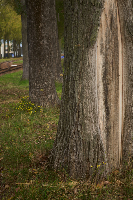 Bomen, Lage Weide, Utrecht.