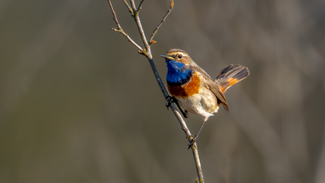 Blauwborst