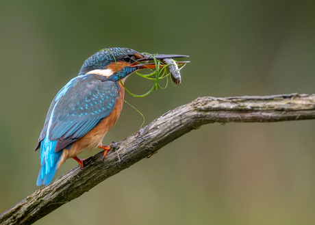  Maaltijd met garnituur!