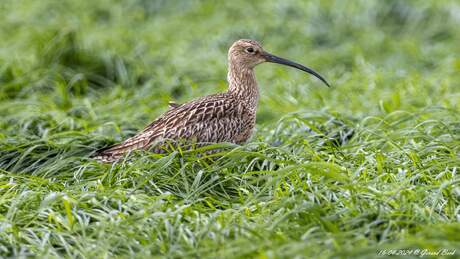 Wulp in de polder