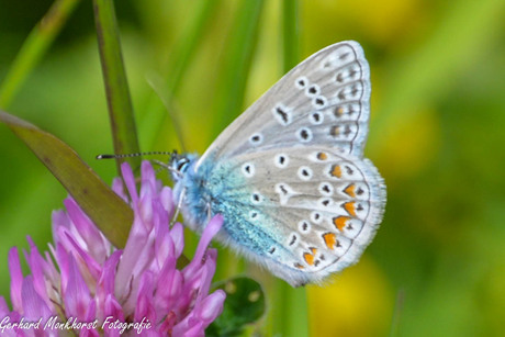 Icarus blauwtje met dichte vleugels