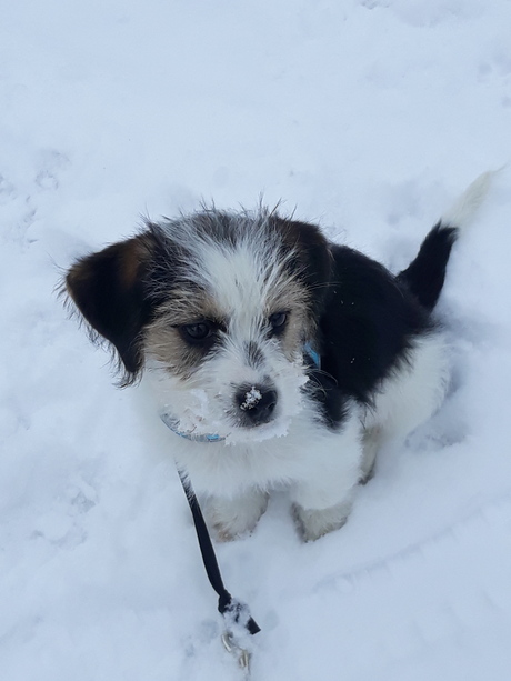 Macho eerste keer in de sneeuw