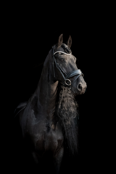 friesch paard Rinske
