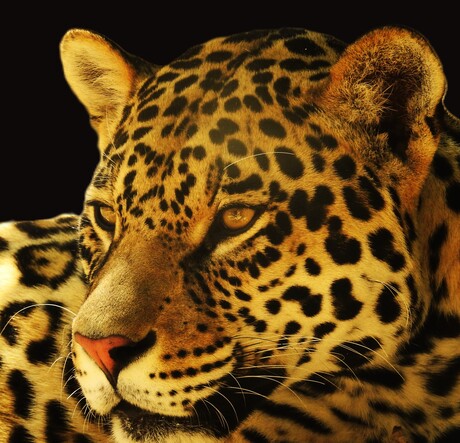 Jaguar