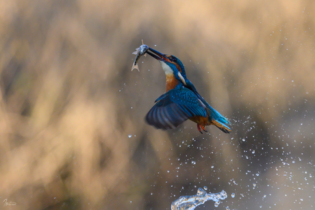 King Fisher I