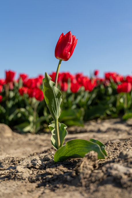 Rode tulp